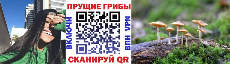 Купить закладки  Сергач  Псилоцибиновые грибы Magic Shrooms 